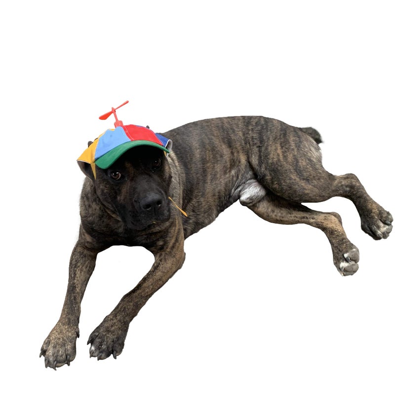 GEANBAYE Dog Hats with Funny Propeller, Size and Rope Double Adjustment Pet Hats for Small ï¼ŒMediumï¼Œ Large Dog and Cat (Iridescent) - Image 1